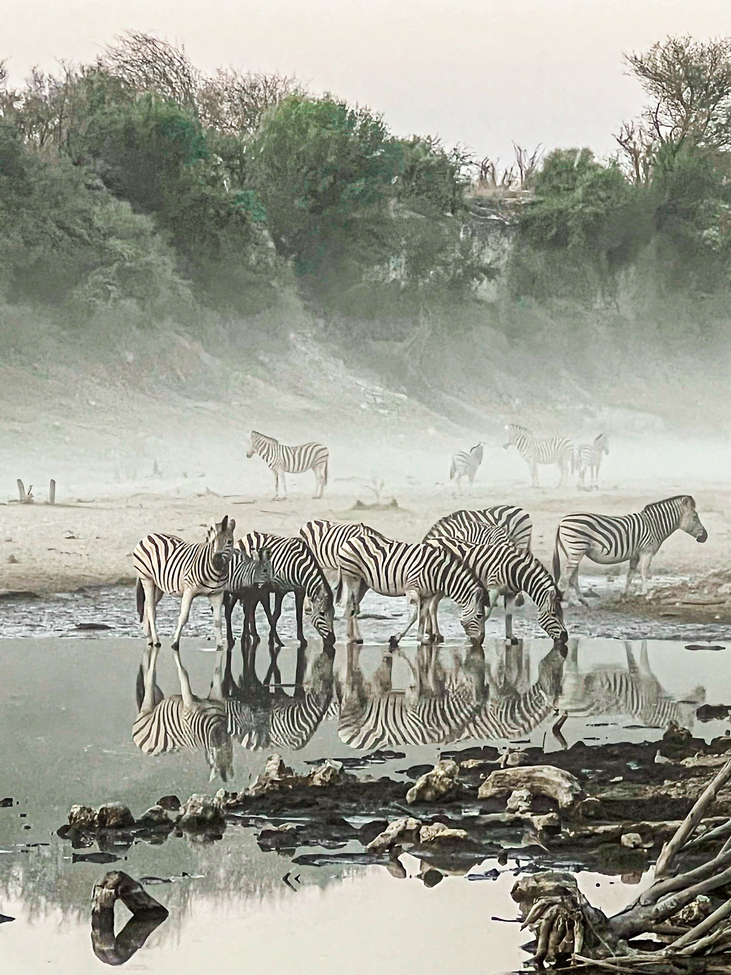 Zebra, Camp Menoakwena, Botswana