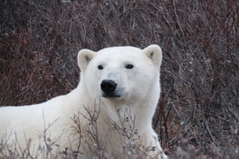 Polar Bear - Nanook Ursus maritimus, Churchill, Mb, Canada