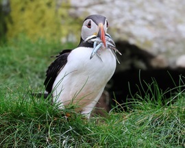 Atlantic Puffin, Scotland Highlands, United Kingdom Of Great Britain And Northern Ireland