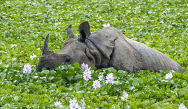 Greater One Horned Rhino, Kaziranga Np, Assam, India