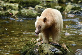 Ursus americanus kermodei, Great Bear Rainforest, British Columbia, Canada