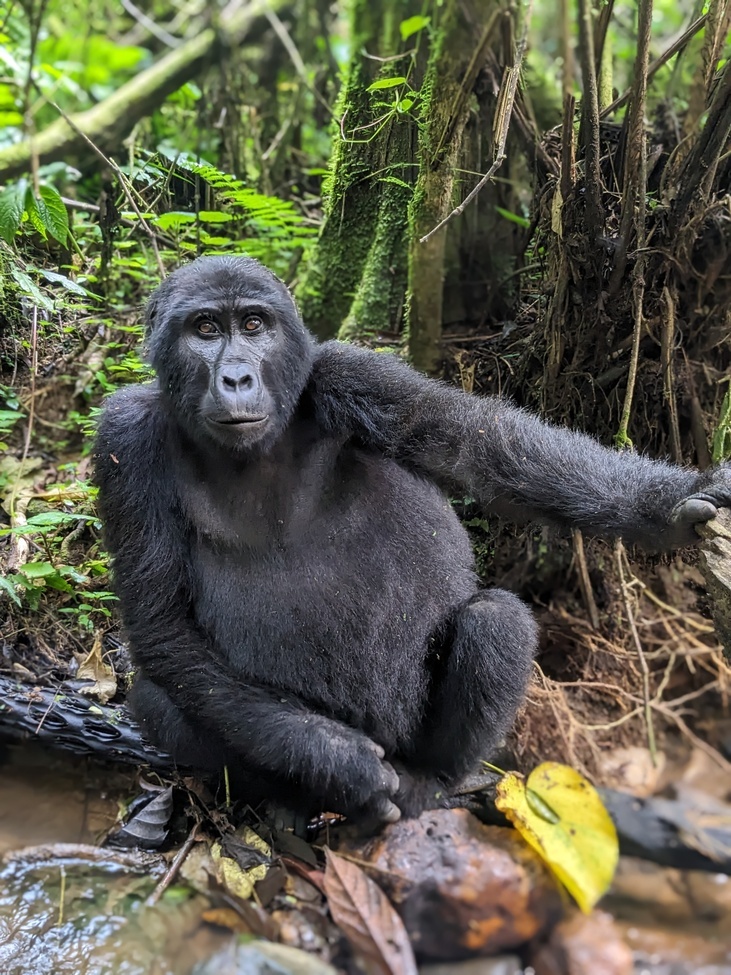 , Bwindi Impenetrable Forest, Uganda