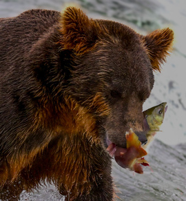 Ursis, Lake Clark National Park , United States Of America