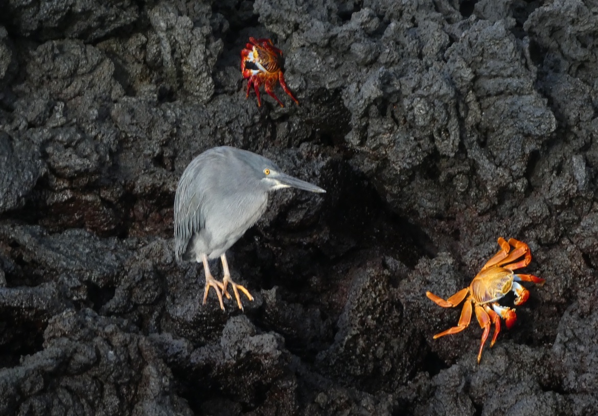 Galapagos Lava Heron and Sally Lightfoot Crab, Sombrero Chino, Off Isla Santiago, Galapapos Islands, Ecuador