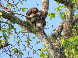 Three-toed sloth, Pacaya And Samiria National Preserve, Peru