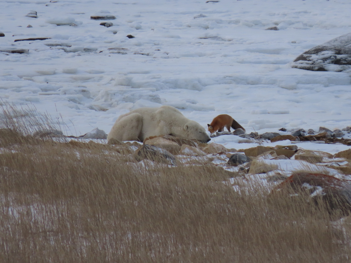 Polar Bear and Red Fox, Churchill Wildlife Management Area, Canada