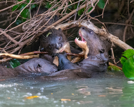 Giant River Otter, North Pantanal, Porto Jofre, Rio Cuiaba, Brazil