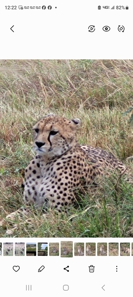 , Masa Mara, Kenya