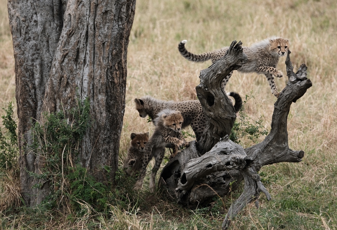 , Maasai Mara, Kenya