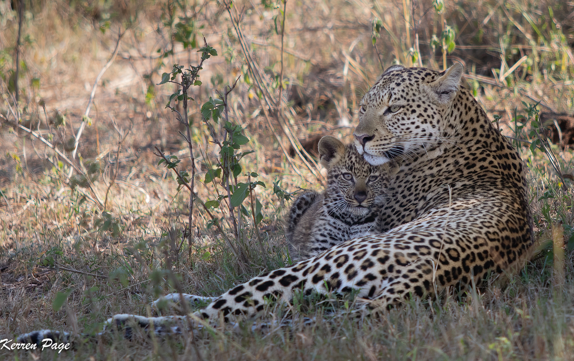 Leopard , Masaai Mara , Kenya