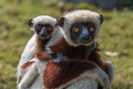 Coquerel’s Sifak, Anjajavy Peninsula, Madagascar