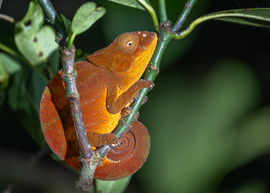 Band-bellied Chameleon (please correct me if not correctly named) , Andasibe Mantadia National Park, Madagascar