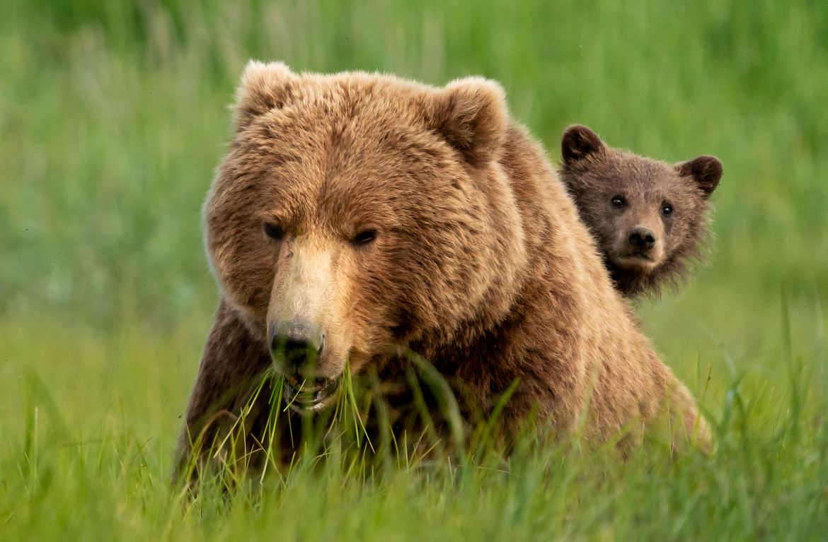 Grizzly Bear, Katmai, United States Of America