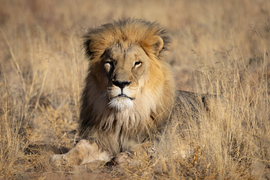 Lion, Afri Cat, Namibia