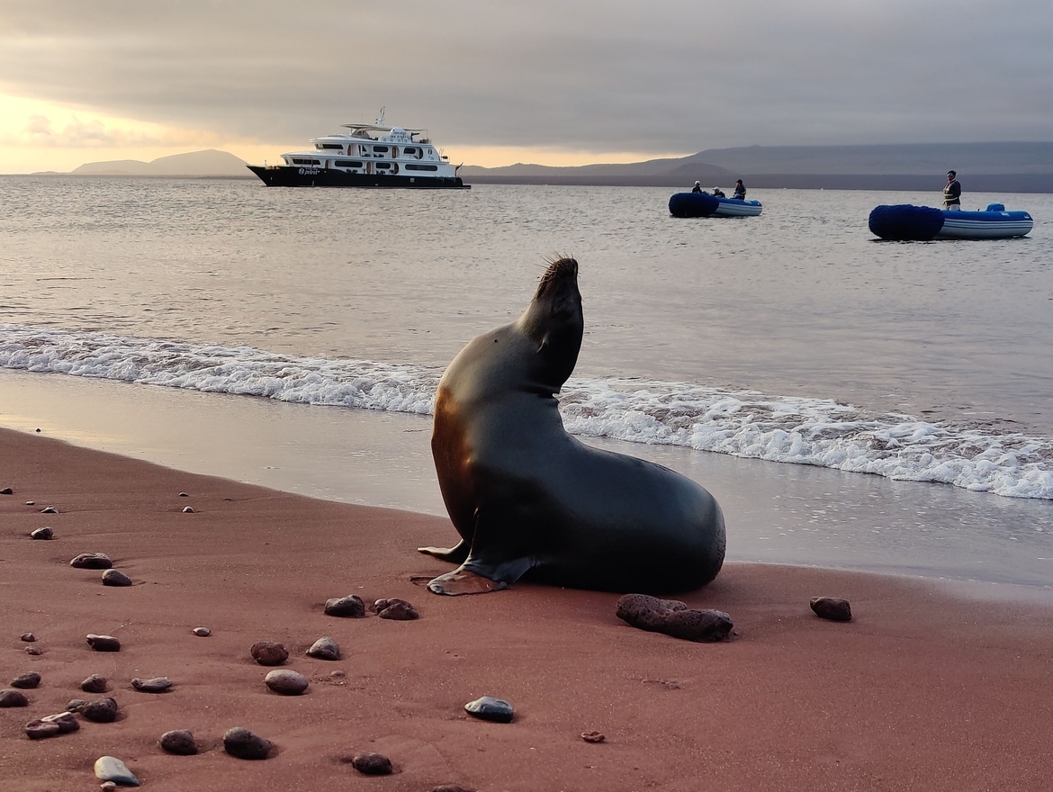 Galapagos Sea Lion, Rabida Island, Galapagos, Ecuador