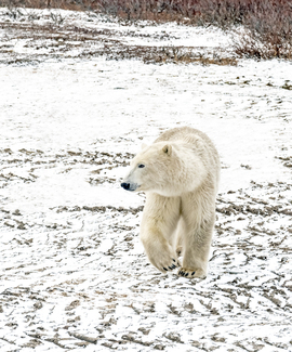 Polar Bear, Churchill Manitoba, Canada