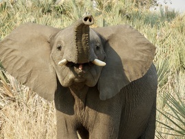 Baby Elephant, Okavango Delta North, Botswana