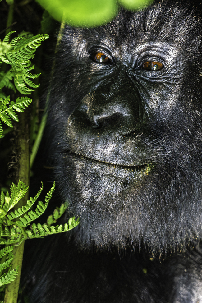 Mountain Gorilla, Virungas Volcanoes National Park, Rwanda