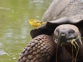 , Santa Cruz Highlands Tortoise Camp, Ecuador