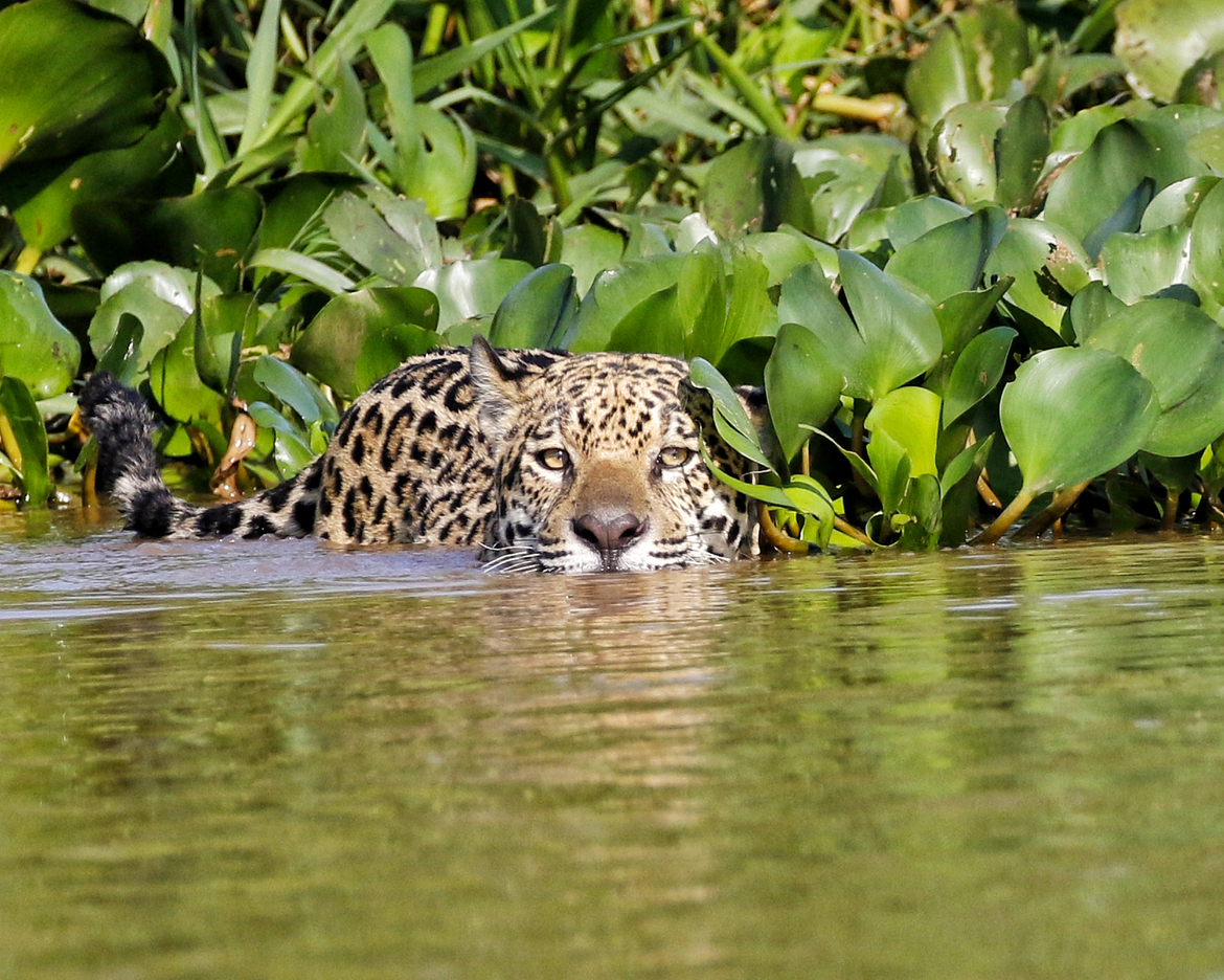 Jaguar, Pantanal, Brazil