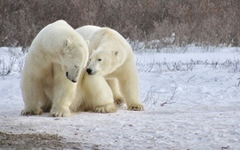 , Churchill, Canada, Canada
