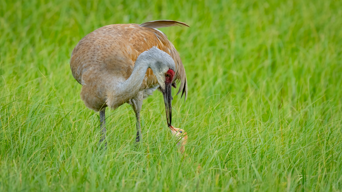 Sandhill Crane, Yellowstone National Park, United States Of America