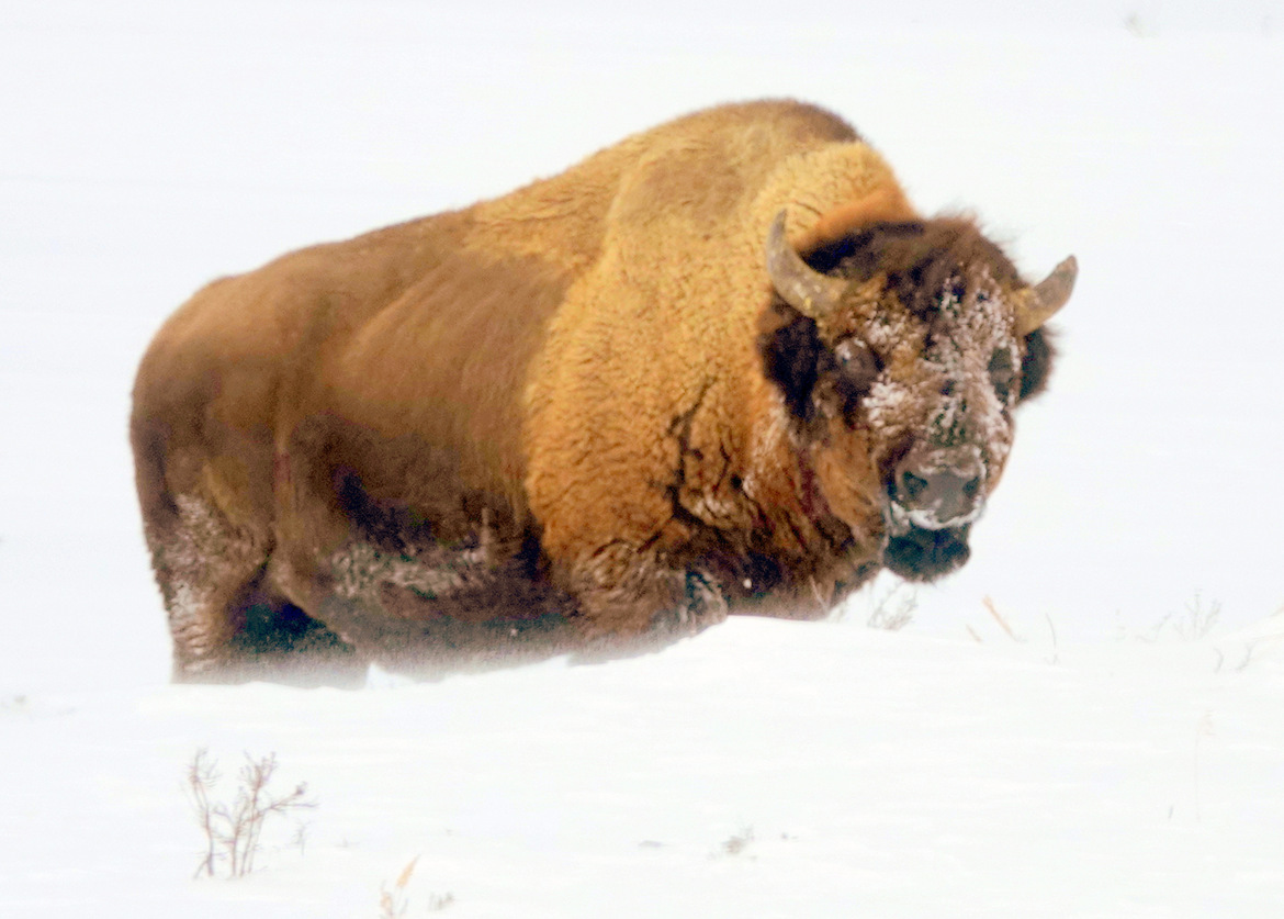 American Bison, Yellowstone, United States Of America