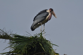 Marabou Stork, Murcheson Falls Area, Uganda