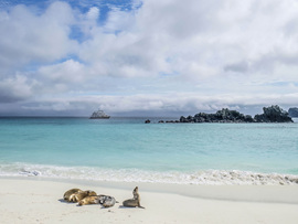 Sea Lions, Galapagos Islands National Park, Ecuador