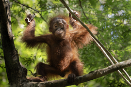 Orangutan, Semenggoh Nature Reserve, Malaysia