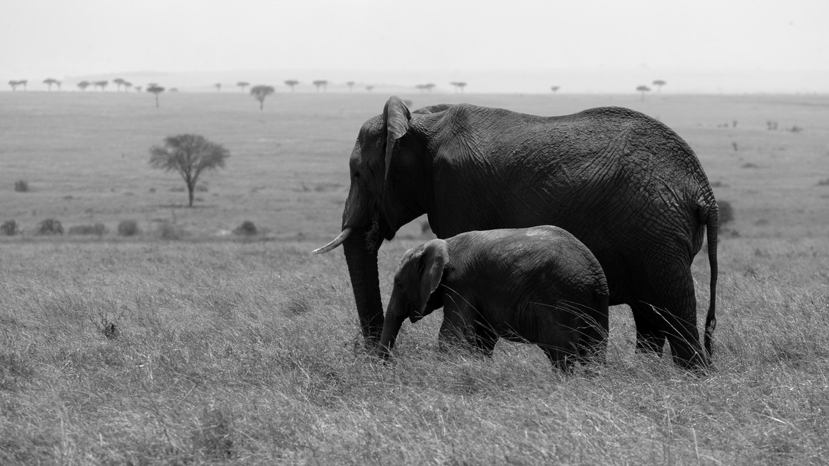 , Maasai Mara, Kenya