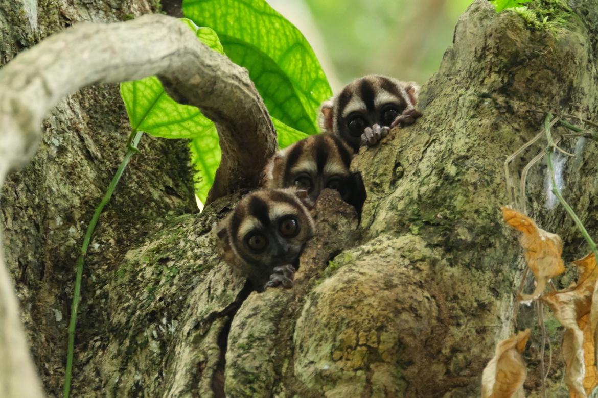 Night Monkeys - Douroucoulis, Amazon Rain Forest, Ecuador