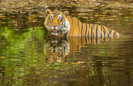 Bengal Tiger, Ranthambore National Park, India