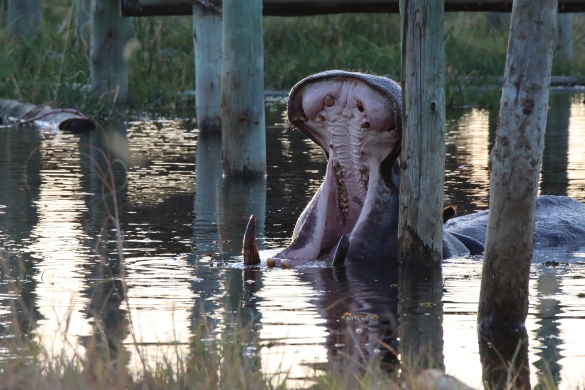 Hippopotamus, Okavango Delta, Botswana