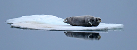 Bearded Seal, Storfjorden, Svalbard And Jan Mayen