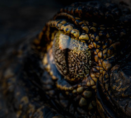 Yacare Caiman, Pantanal North   Porto Jofre, Brazil