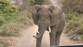 , Ngorongoro , Tanzania, United Republic Of