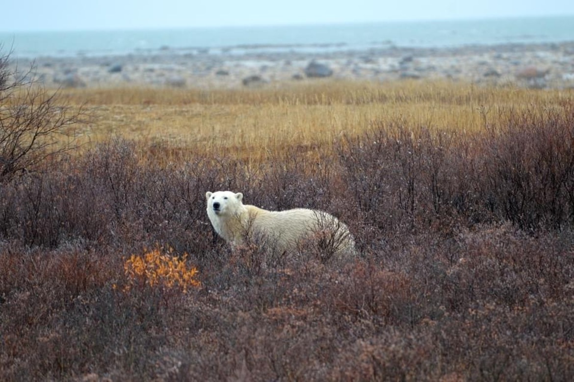 Polar bear, Churchill , Canada