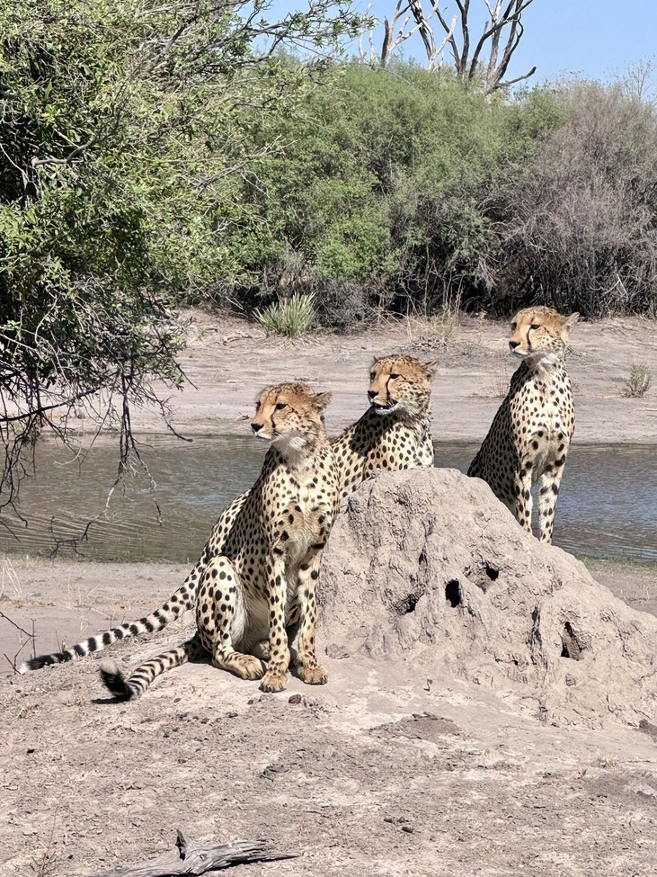 Cheetah, Gomoti, Botswana