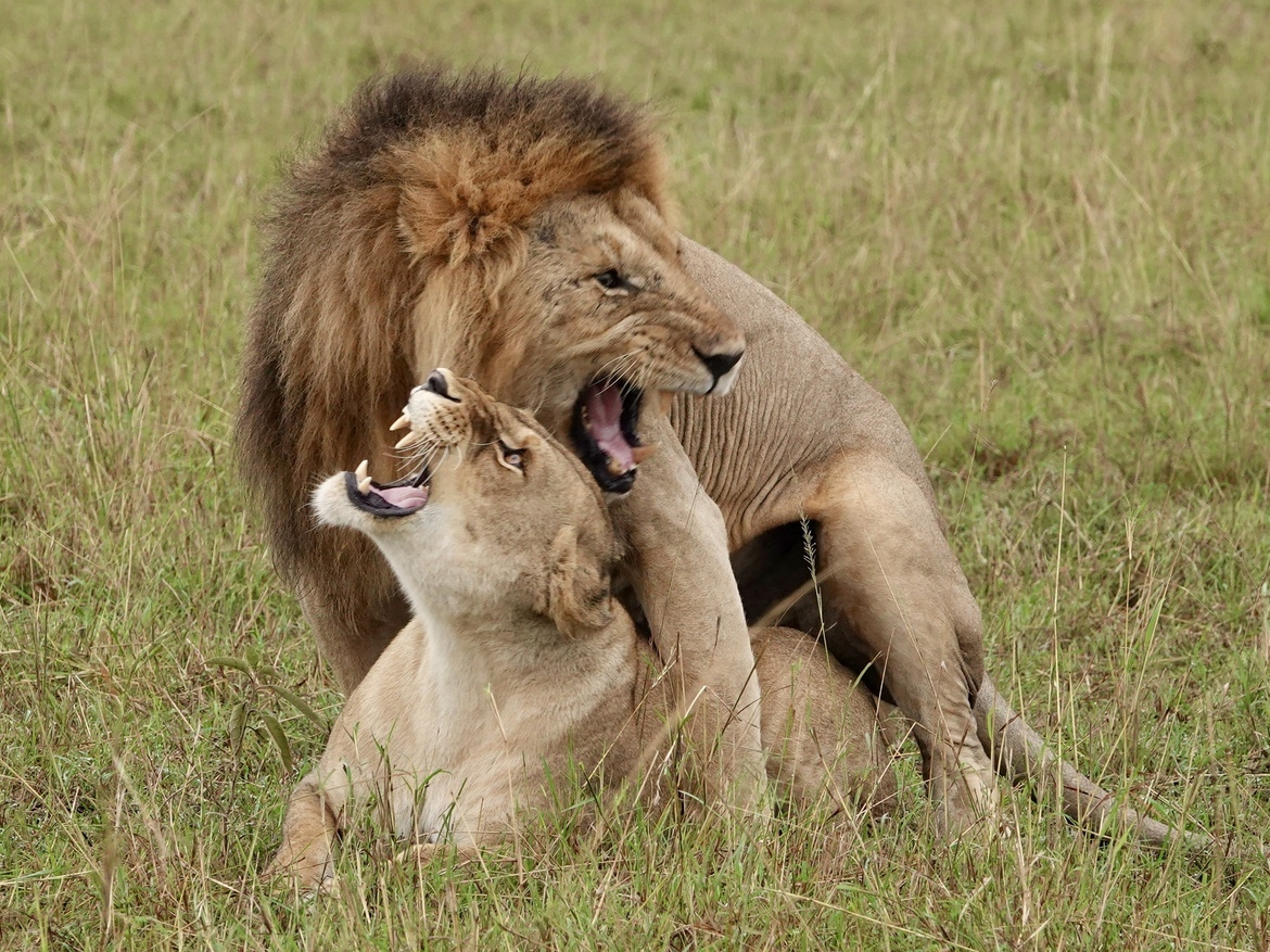 Lion, Masai Mara, Kenya