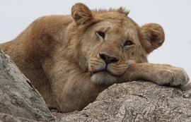 Lion, Masai Mara, Kenya