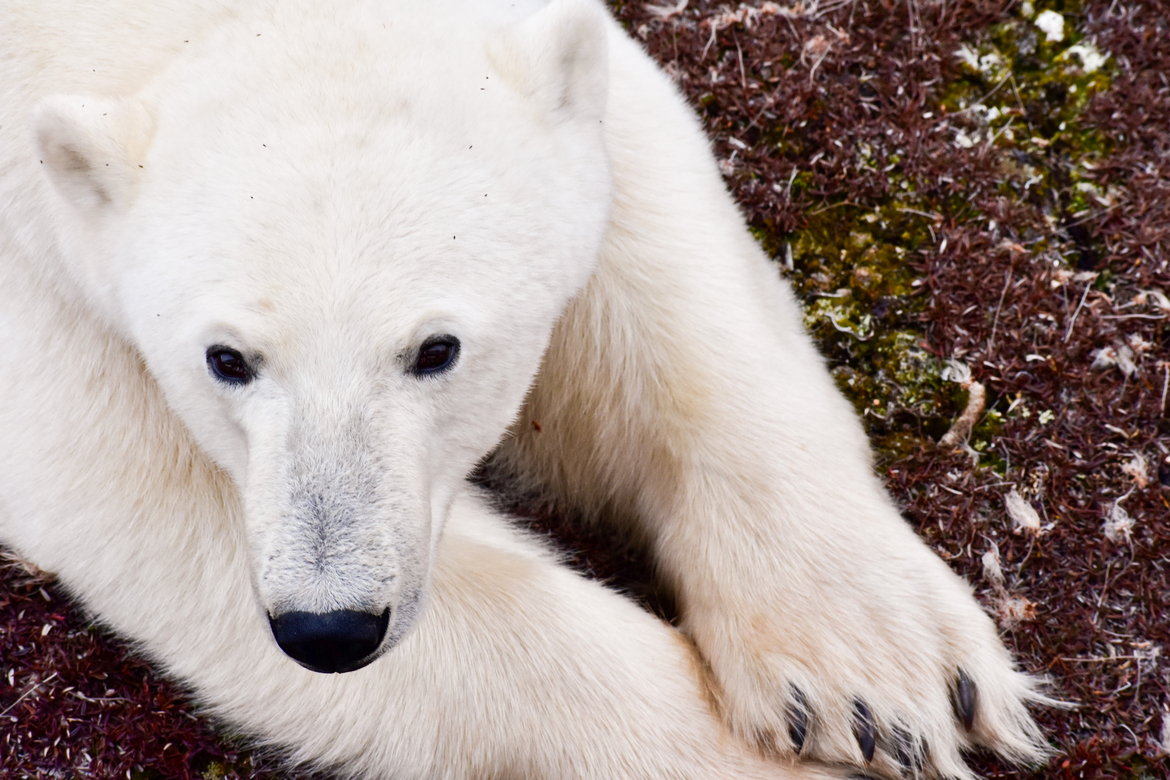 Polar Bear, Churchill, Canada