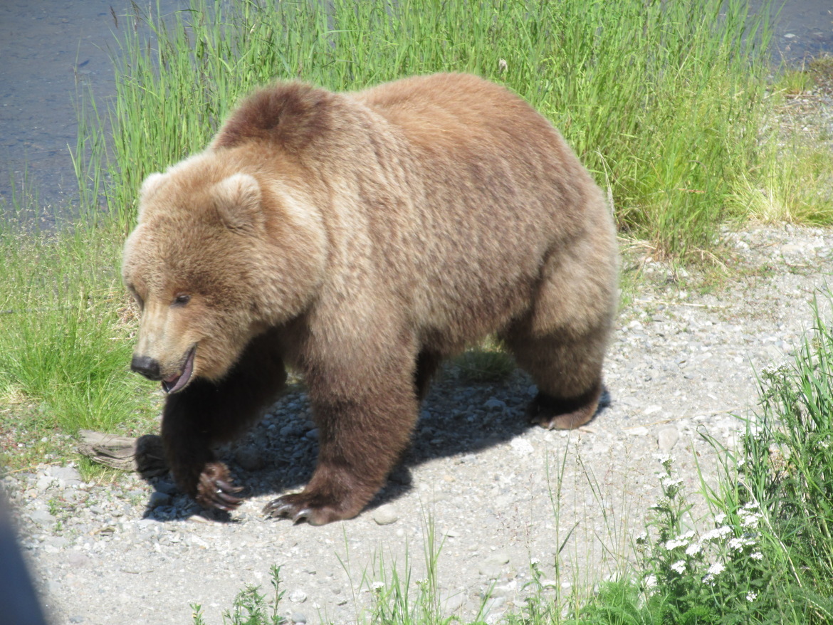 Grizzly Bear, Katmai, Alaska, United States Of America