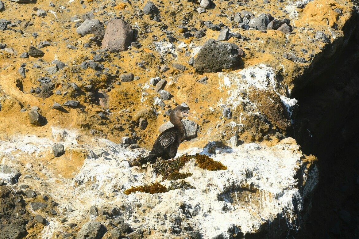 Flightless Cormorant, Galapagos National Park, Tagus Cove, Isla Isabela, Ecuador