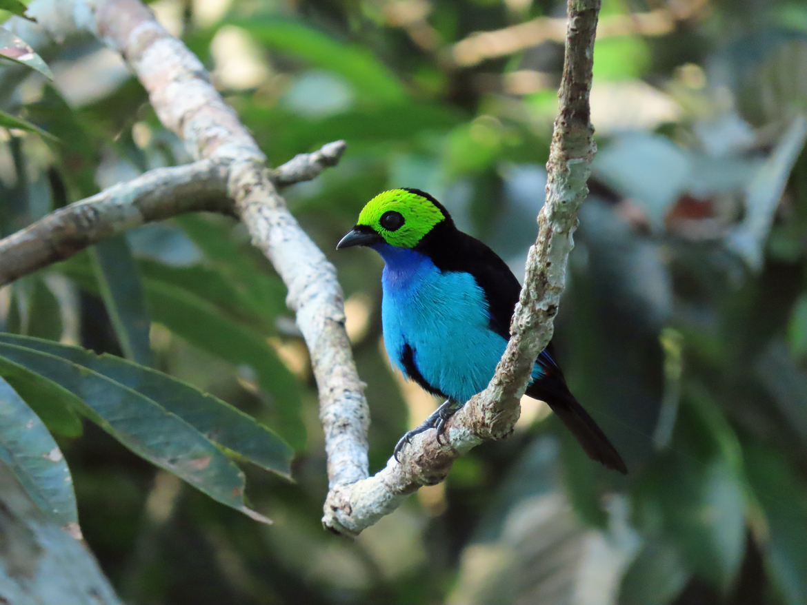 , La Selva Lodge, Ecuador
