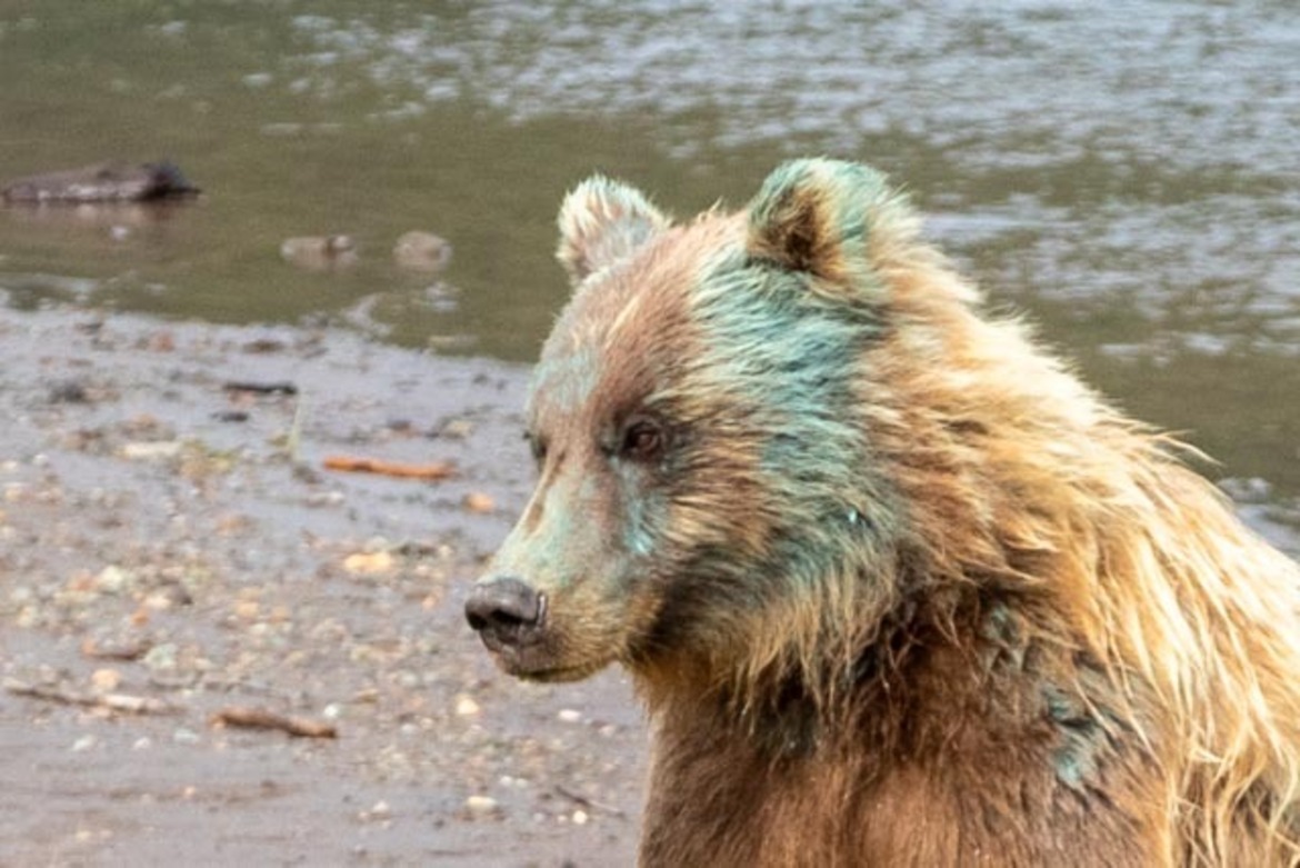 Bear, Bear Camp, United States Of America