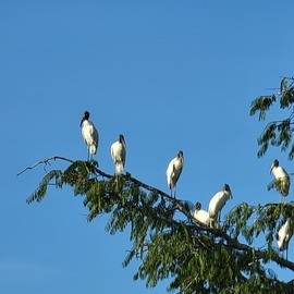 Jabiru stork, Pacaya Samaria National Reserve, Loreto,Peru, Peru