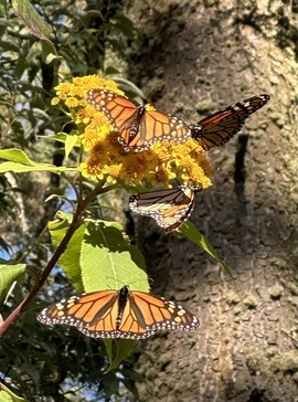 Dana is plexippus, El Rosario Monarch Butterfly Sanctuary, Mexico