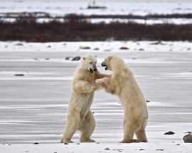 Polar Bear, Near Churchill, Manitoba, Canada