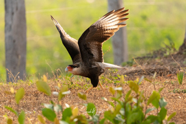 Caracara, Pantanal Biome, Brazil